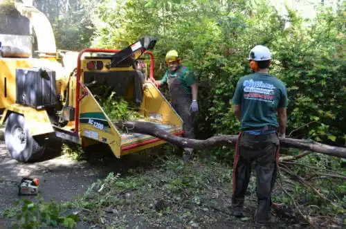 tree services Pine Mountain Club